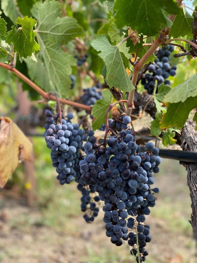 Trie Vineyard Cottage Гревена Экстерьер фото